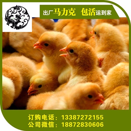 陕西黑鸡苗 土鸡苗批发 西安 宝鸡 安康 渭南 榆林 咸阳黑鸡苗 绿壳蛋鸡 土鸡苗批发 专选宜昌祖元孵化场 贵妃鸡苗图片_高清图_细节图-通城县祖元家禽养殖场