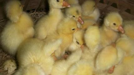 陕西省康贝尔鸭苗目前最新价格图片|陕西省康贝尔鸭苗目前最新价格样板图|陕西省康贝尔鸭苗目前最新价格-万顺家禽孵化场