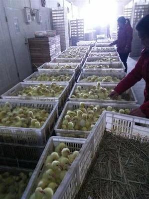 鹅苗图片,鹅苗价格图片,狮头鹅苗价格图片-中科商务网-江苏宏发家禽孵化场