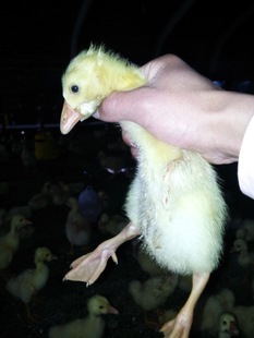 沭阳县东升家禽孵化场 地址:江苏沭阳县东升家禽孵化场|电话00527 83688880| - 中国黄页网