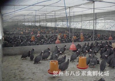 贺州市八步家禽孵化场