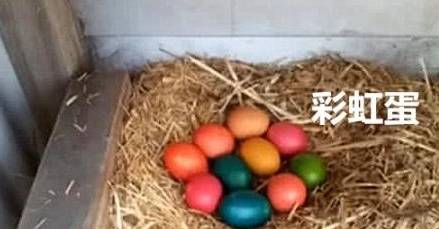 意外把蛋染成彩色,母鸡觅食回来后神情紧锁又懵圈,这蛋是假的吧