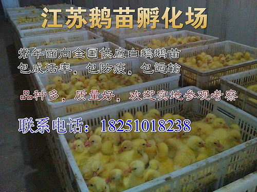 什么地方有五龙鹅苗出售