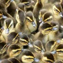 鼎诚家禽孵化场