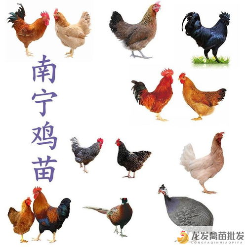 织金八步多蛋鸡批发市场 品类齐全