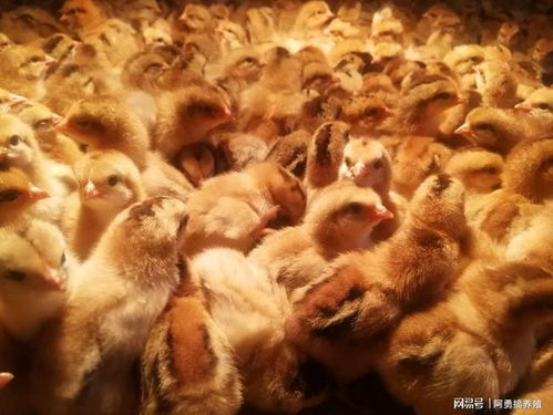每年的11月份就是家禽养殖的分水岭 都在备战春节