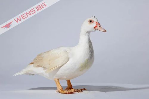 打好种业翻身仗 温氏白羽番鸭1号入选国家畜禽配套系名单