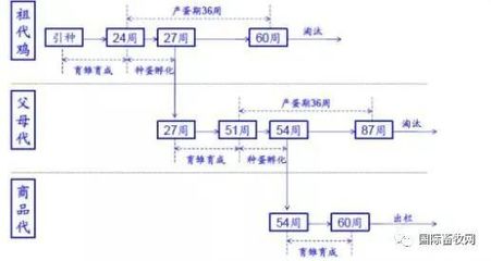鸡苗、鸡蛋双双涨价 家禽养殖业的复苏前夜来临?