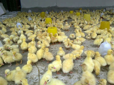 我想养鹅该怎么去做,西洼家禽孵化场给你推荐几种