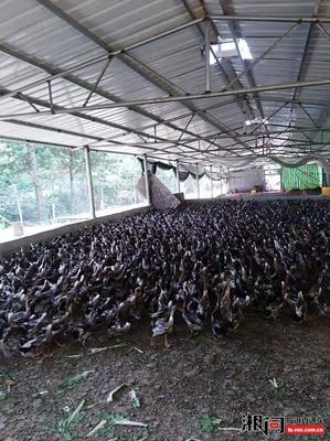 要求长沙县黄花镇瑞才家禽孵化场赔偿损失