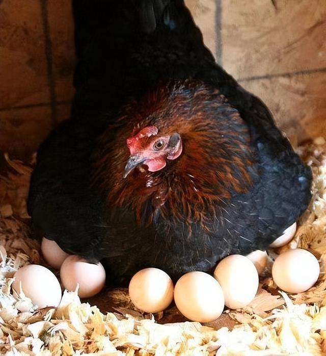 一女子把大量的鸡蛋放到被窝里,试图孵化出小鸡