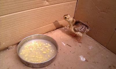 男子野外捡回一只野生蛋,孵化后才知道是这个