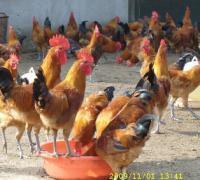 秀山清溪孵化场批发秀山土鸡苗,鸭苗鹅苗 专栏