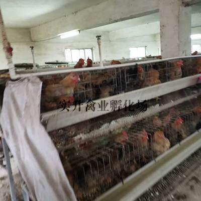 莱芜肉鸡苗批发价格