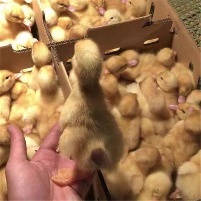 贵港覃塘杂交鸭苗孵化基地品种多 品类齐全 龙发家禽