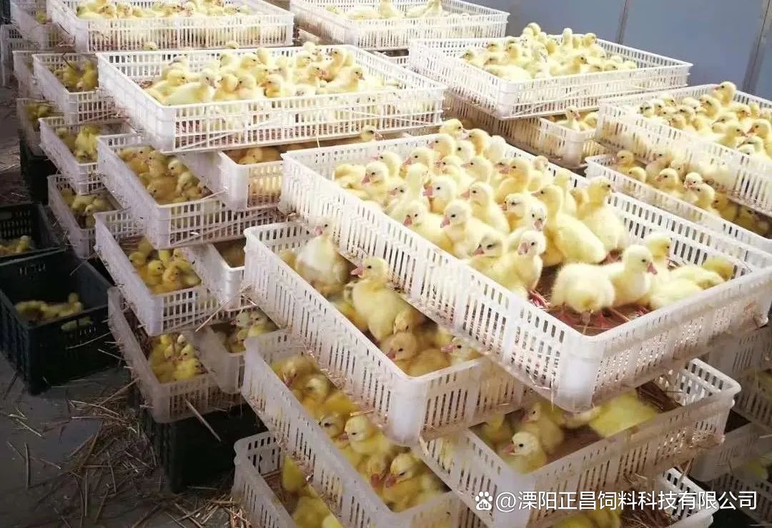 影响家禽孵化率的4大因素