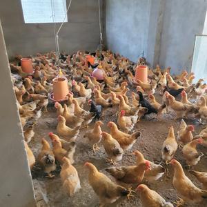 荆州袁万军家禽孵化