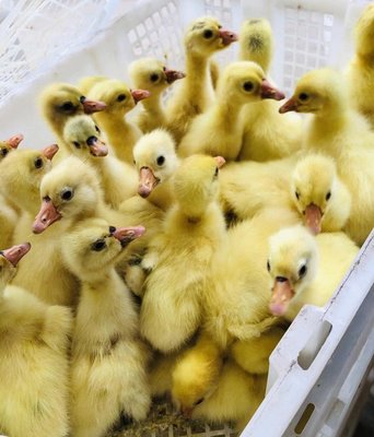 正规鹅苗家禽孵化场 出售优质除草白鹅品种鸡鸭雏大种浙东小鹅