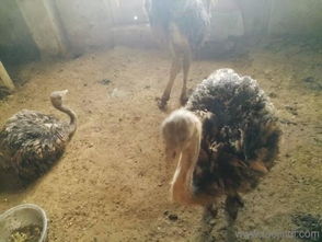 巴音养殖鸵鸟怎么样鸵鸟批发