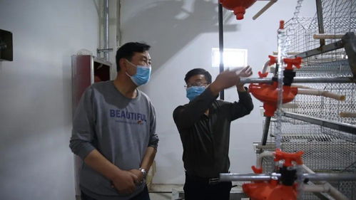 巴里坤县家禽孵化养殖场 小鸡蛋孵化脱贫大产业