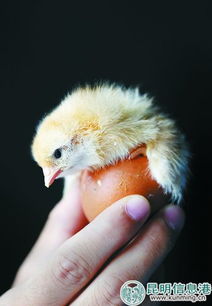 探访云南最大蛋种鸡繁殖基地 沐浴更衣进鸡舍