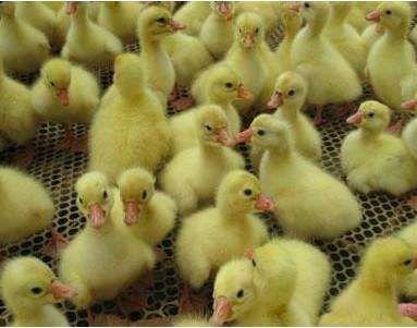 山东狮头鹅养殖基地在哪