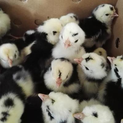 小种凤头花鸡孵化场直售适合放养观赏