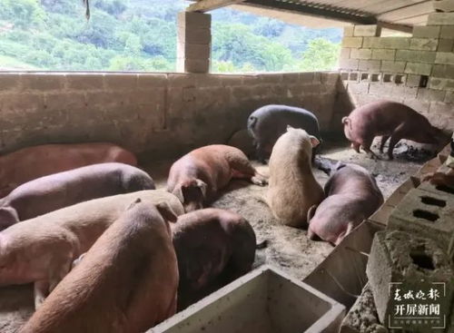 昆明已下雪 今天气温低至 云南再发紧急通知