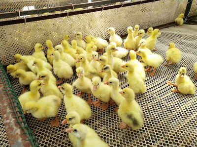 养育鹅苗,要学会引导它们饮水吃食,还要注意各种环境因素