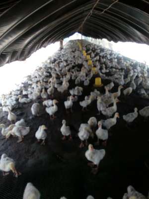 阜南县新星种养专业合作社 高效家禽孵化引领乡村振兴