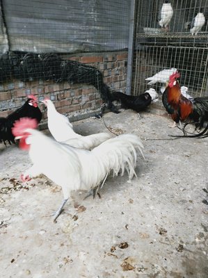 观赏鸡孵化指南 家禽繁殖的乐趣与挑战