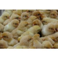 柴鸡与柴鸡苗市场行情分析 价格、批发与选购指南