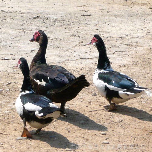 中国供应商家禽孵化设备价格分析与市场趋势