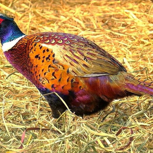 大种鹅苗价格表与家禽孵化指南