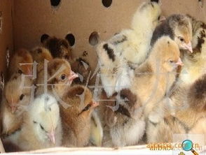 供应土鸡苗 东乡海旺家禽孵化厂提供纯正公苗母苗及市场指导价