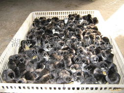 湖南衡阳黑鸡苗孵化产业发展现状与市场前景