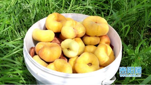 清镇 产业促增收,农户尽开颜