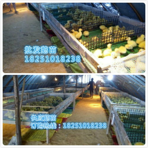 我想养鹅哪里订购鹅苗