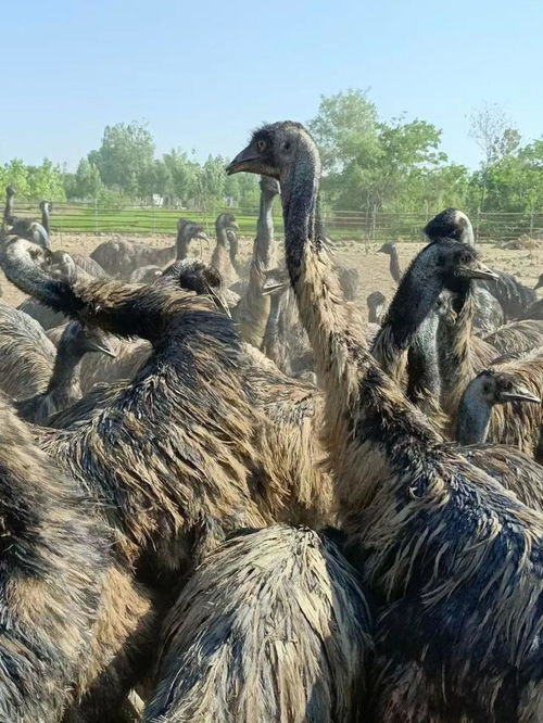 夫妻年孵化8000只 世界第二大鸟 ,一个蛋能卖280