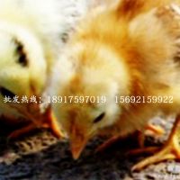 大量供应安卡红鸡种苗优良品种高存活率 孵化场直销