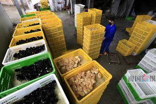 禽类价量双下滑市场遇冷 预计下半年行情会转好