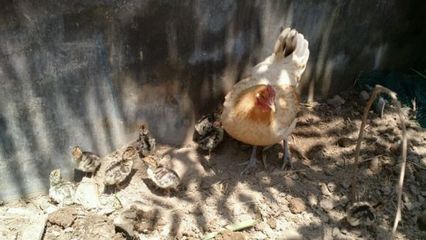 开始孵化,火鸡蛋,几天照蛋