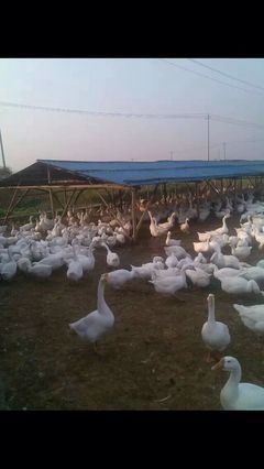 家禽_佳源鹅苗孵化中心-