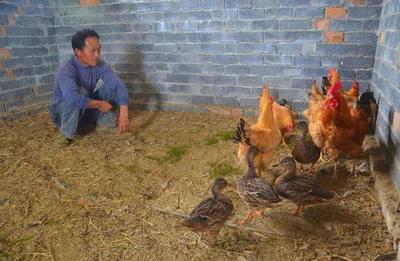 村民农田捡回野鸭蛋让老母鸡孵化|野鸭|老母鸡|村民_艺术收藏_奢侈品-邮编生活网