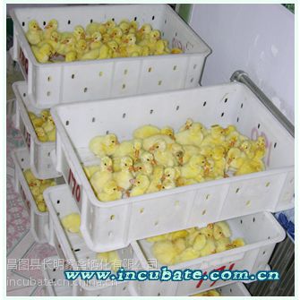 长明家禽孵化公司 鹅雏孵化,鹅苗批发,鹅种蛋,七天受精蛋