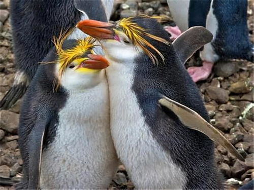 现代人类一夫一妻,曾经普遍一夫多妻,这样的转变究竟是因为啥