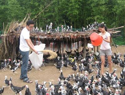 贵妃鸡养殖第一人 '野味'成农民致富新财路