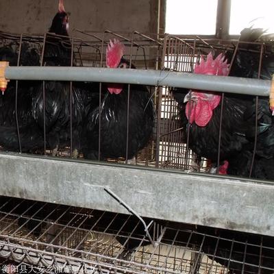 优质高产黑羽绿壳蛋鸡苗，厂家直供包运输包疫苗