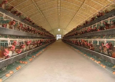 高温天气对鸡群的影响及家禽孵化应对措施