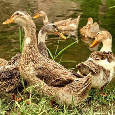 藁城区正方孵化厂 专业家禽孵化的卓越典范